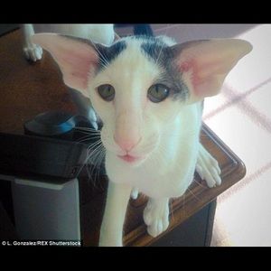 Meet your Posher, Antonio